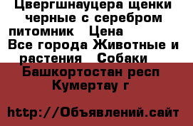 Цвергшнауцера щенки черные с серебром питомник › Цена ­ 30 000 - Все города Животные и растения » Собаки   . Башкортостан респ.,Кумертау г.